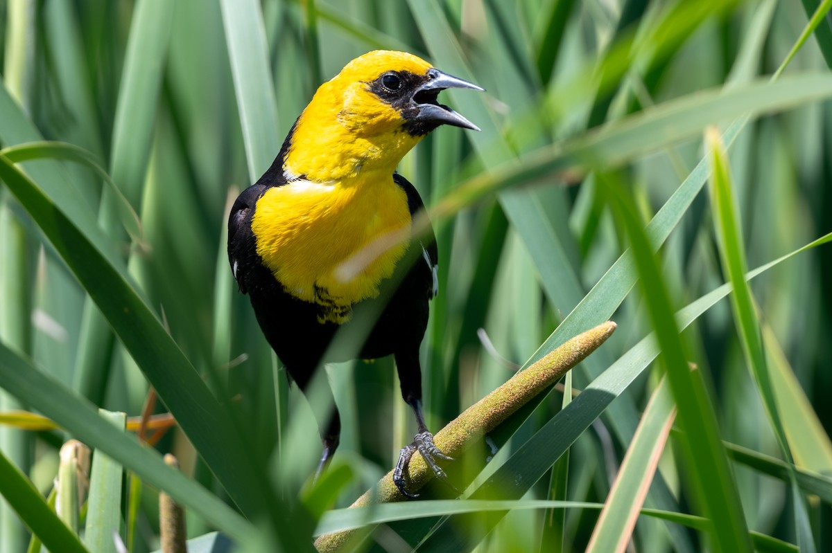 Yellow-headed Blackbird - Tom Hambleton