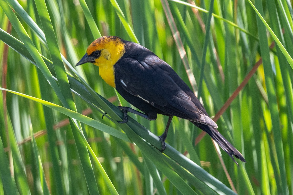 Yellow-headed Blackbird - Tom Hambleton