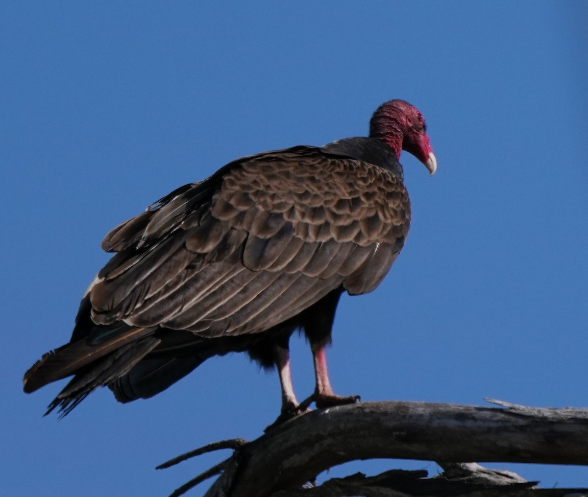 Turkey Vulture - Richard Block