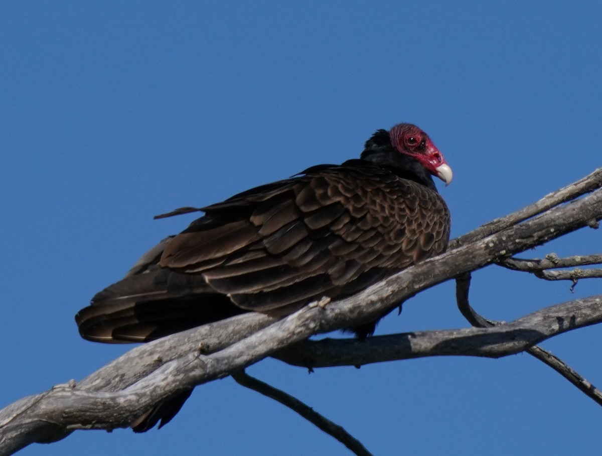 Turkey Vulture - Richard Block