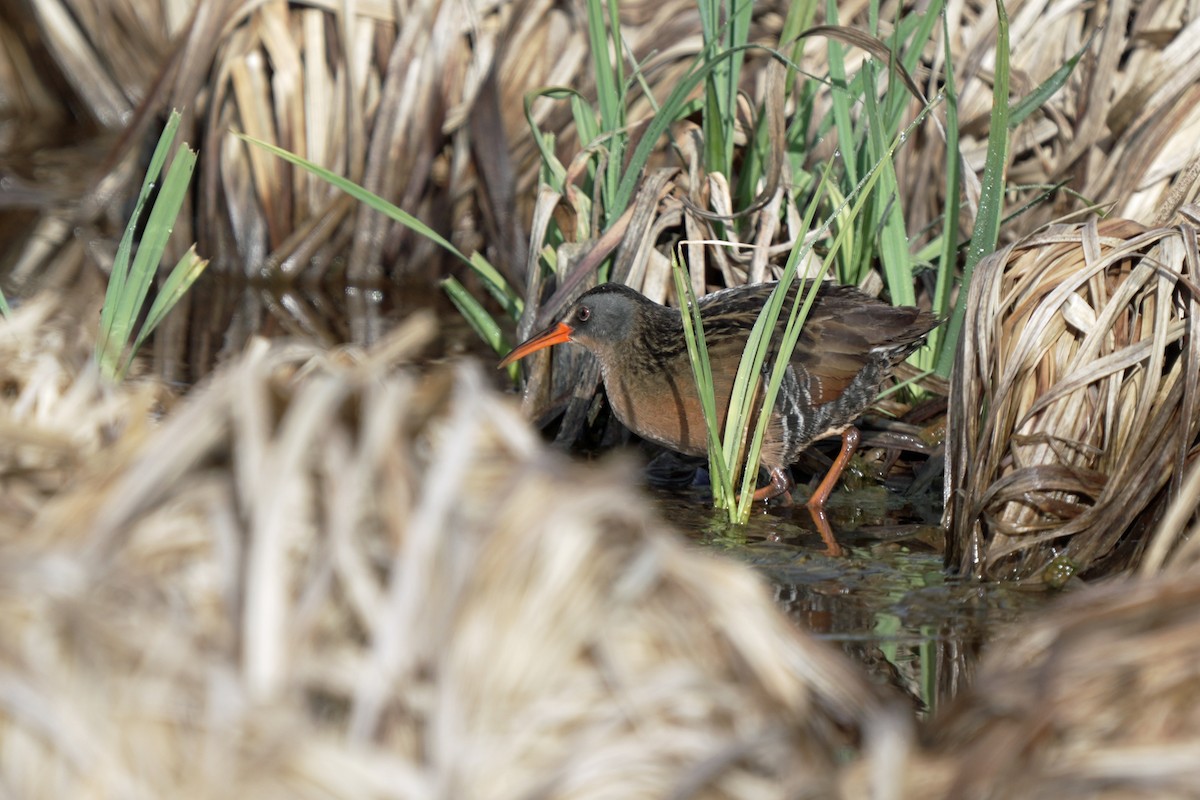 Virginia Rail - Kenny Frisch