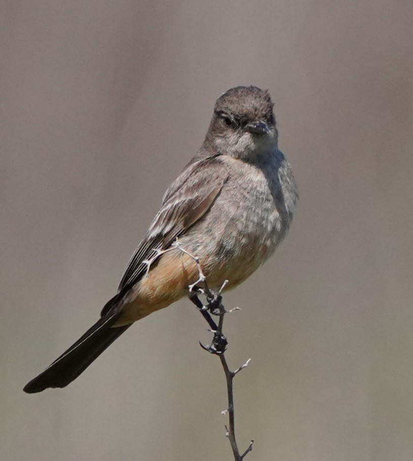 Say's Phoebe - Richard Block