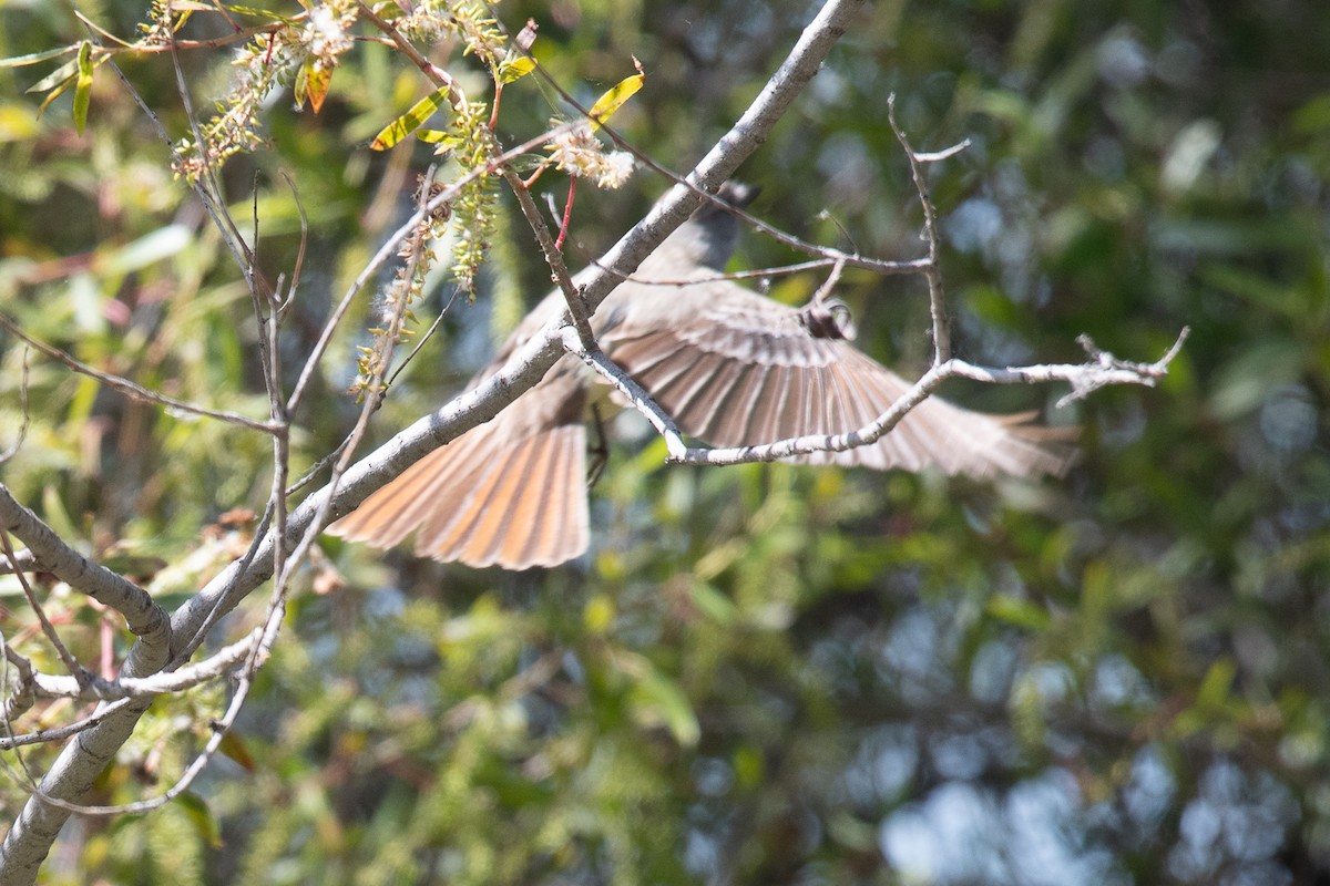 Ash-throated Flycatcher - ML619643188