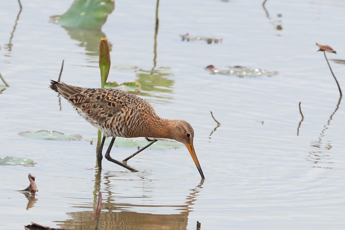 Black-tailed Godwit - ML619643198