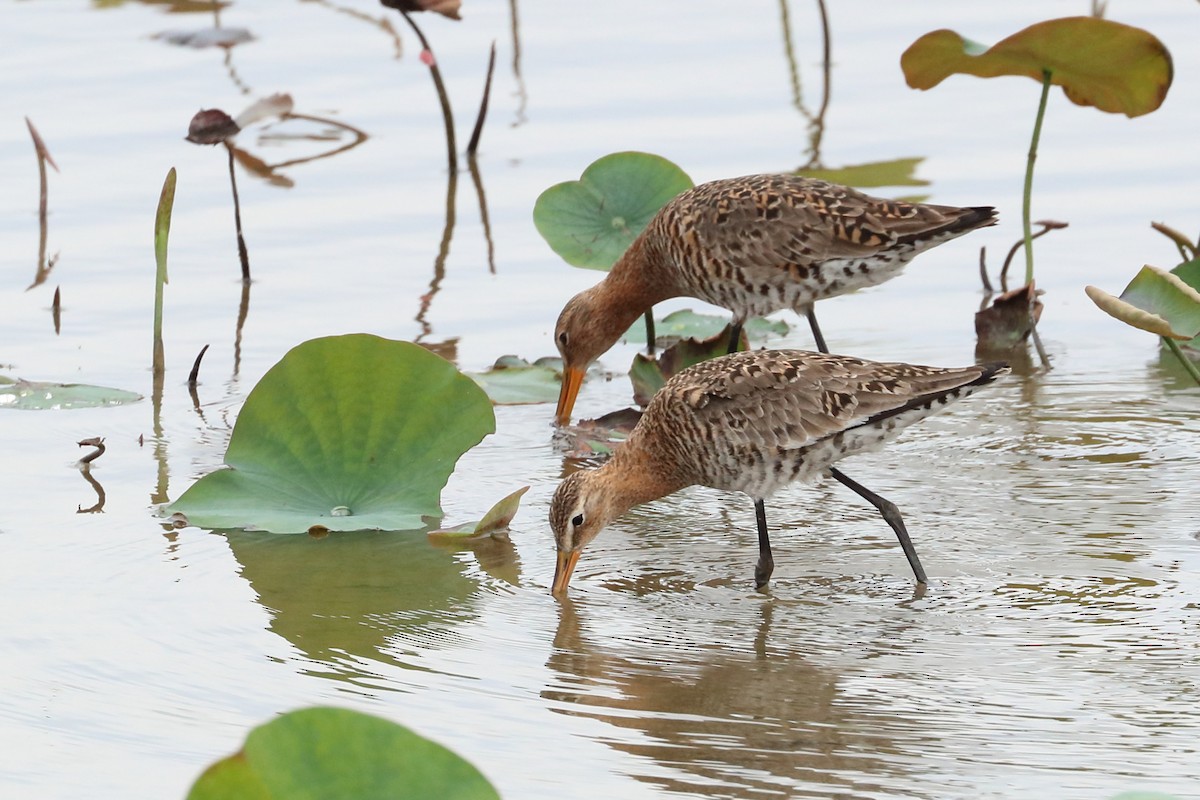 Black-tailed Godwit - 仲志 羅