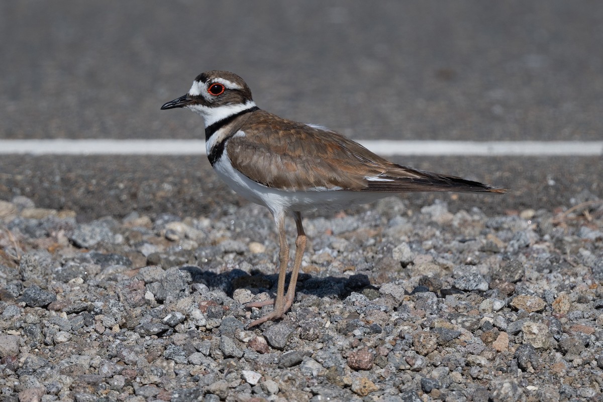 Killdeer - Tom Hambleton