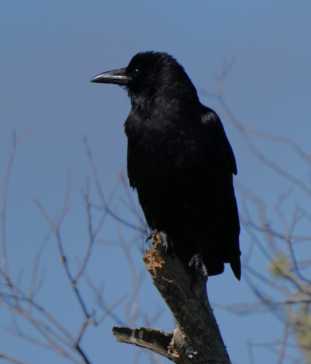 American Crow - Richard Block