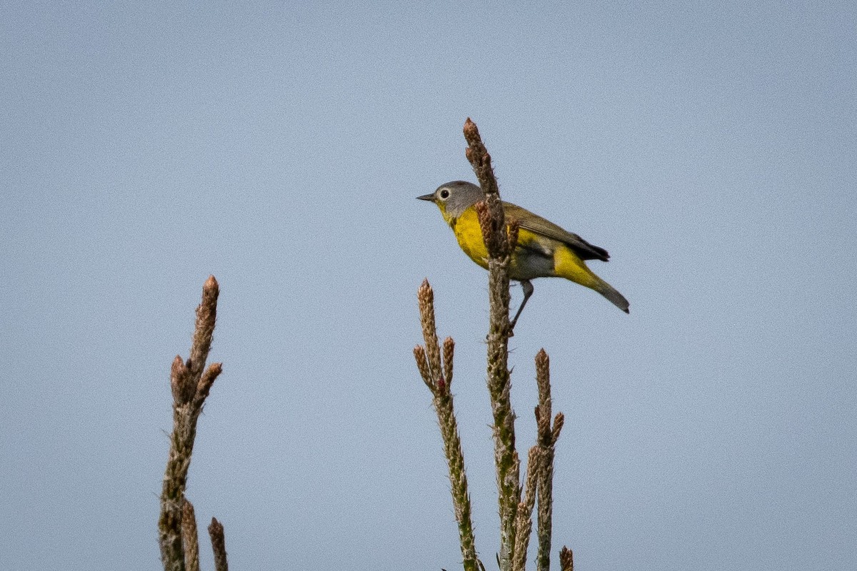 Nashville Warbler - Liz Klinger