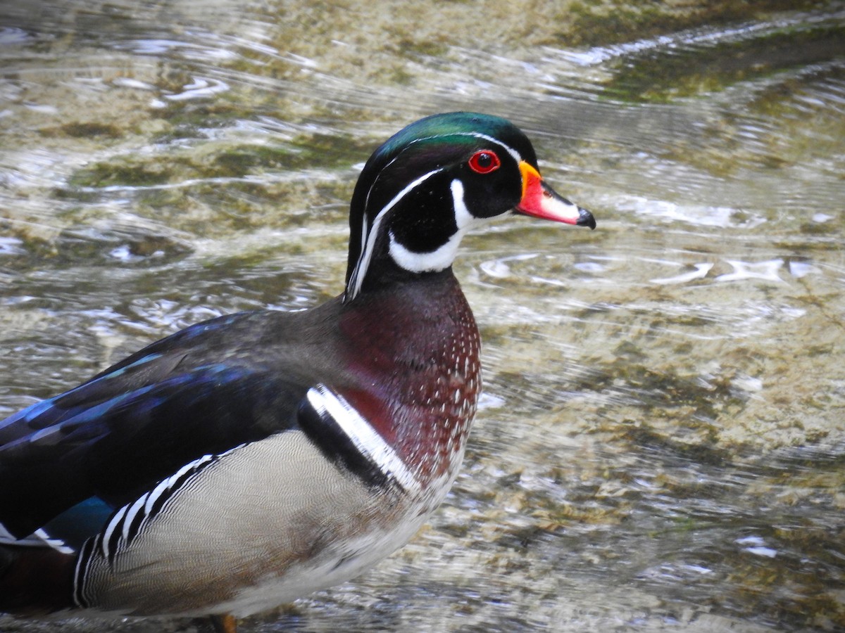 Wood Duck - Caden Williams