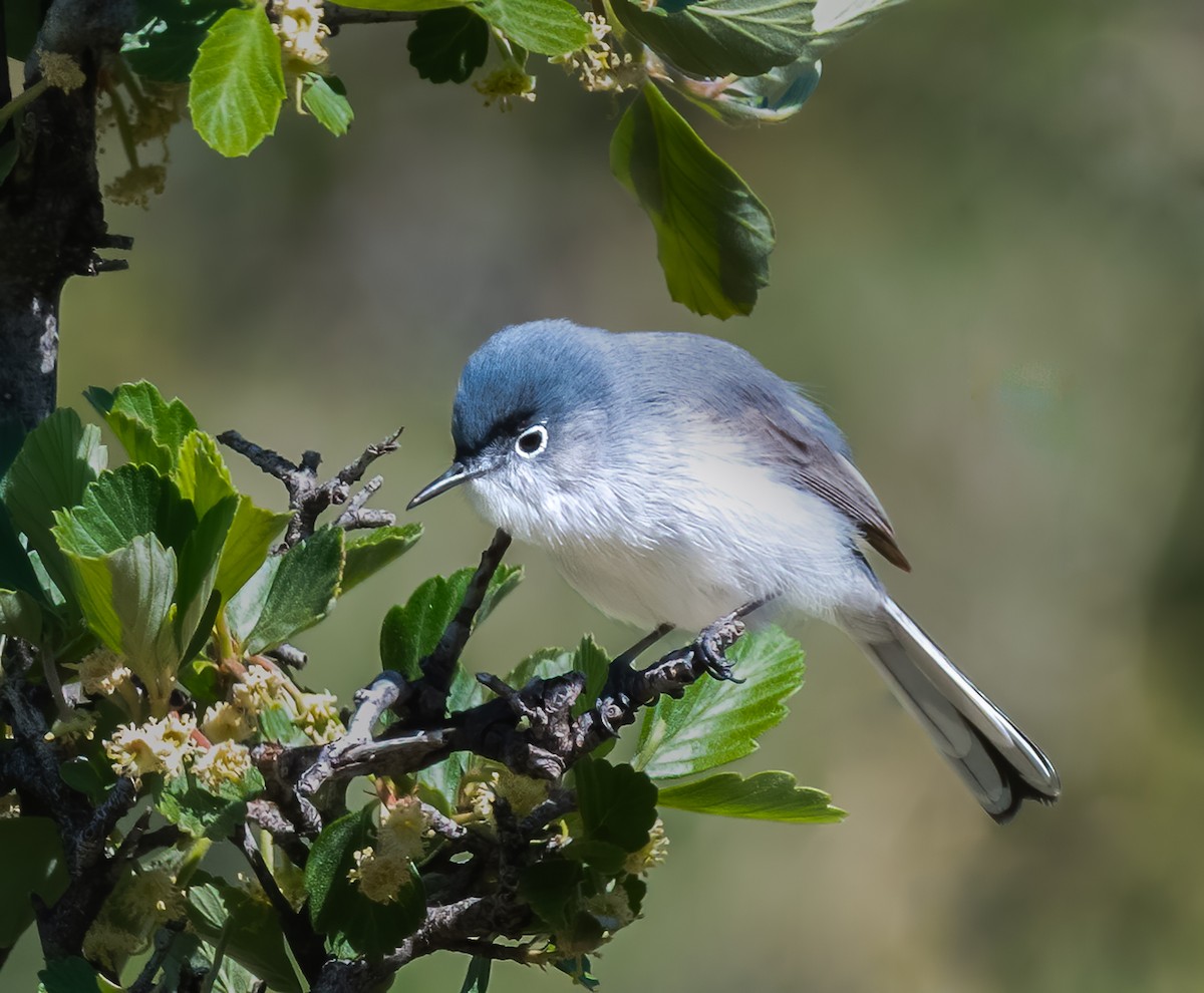 Blue-gray Gnatcatcher - Jim Merritt