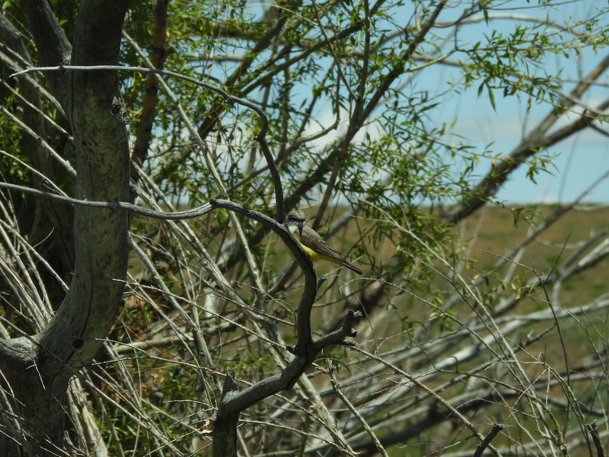 Western Kingbird - Jim James