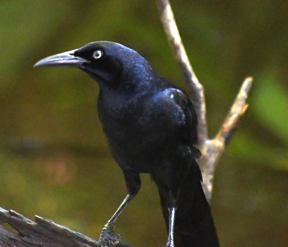 Great-tailed Grackle - Edward Clark