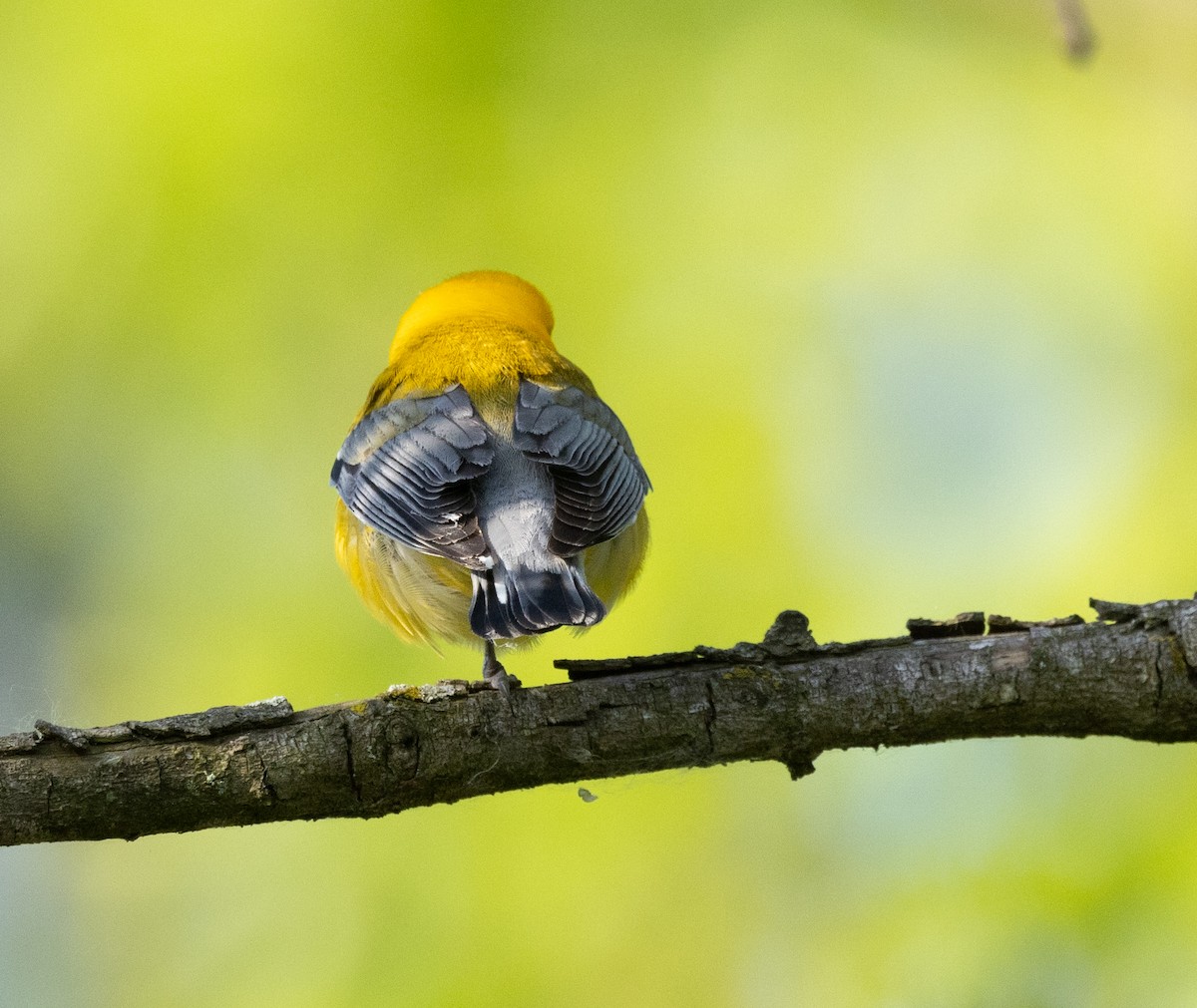 Prothonotary Warbler - Robert Bochenek