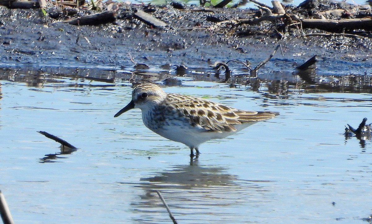 Semipalmated Sandpiper - ML619643258