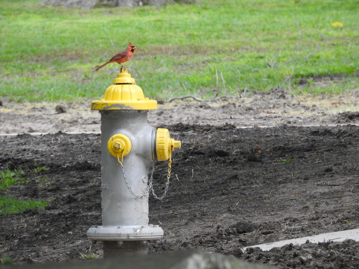 Northern Cardinal - ML619643259