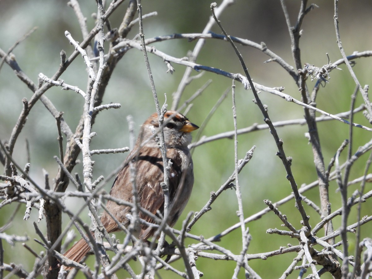 White-crowned Sparrow - Christine Hogue