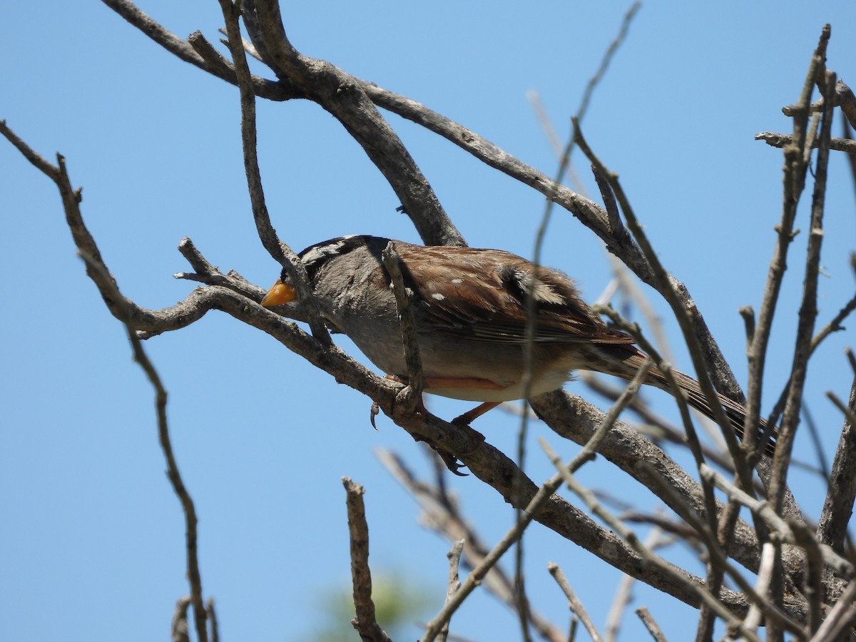 White-crowned Sparrow - Christine Hogue