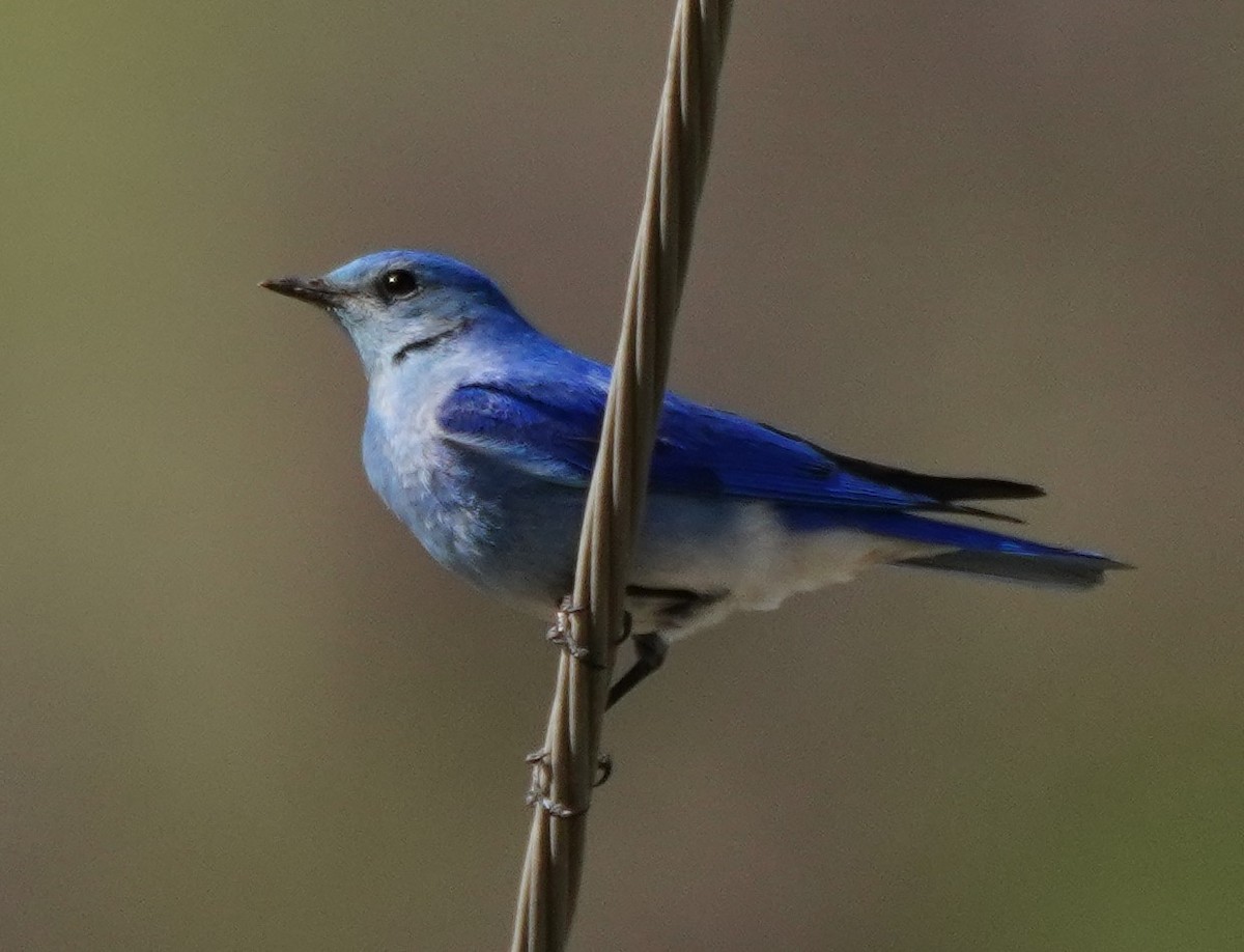 Mountain Bluebird - linda p