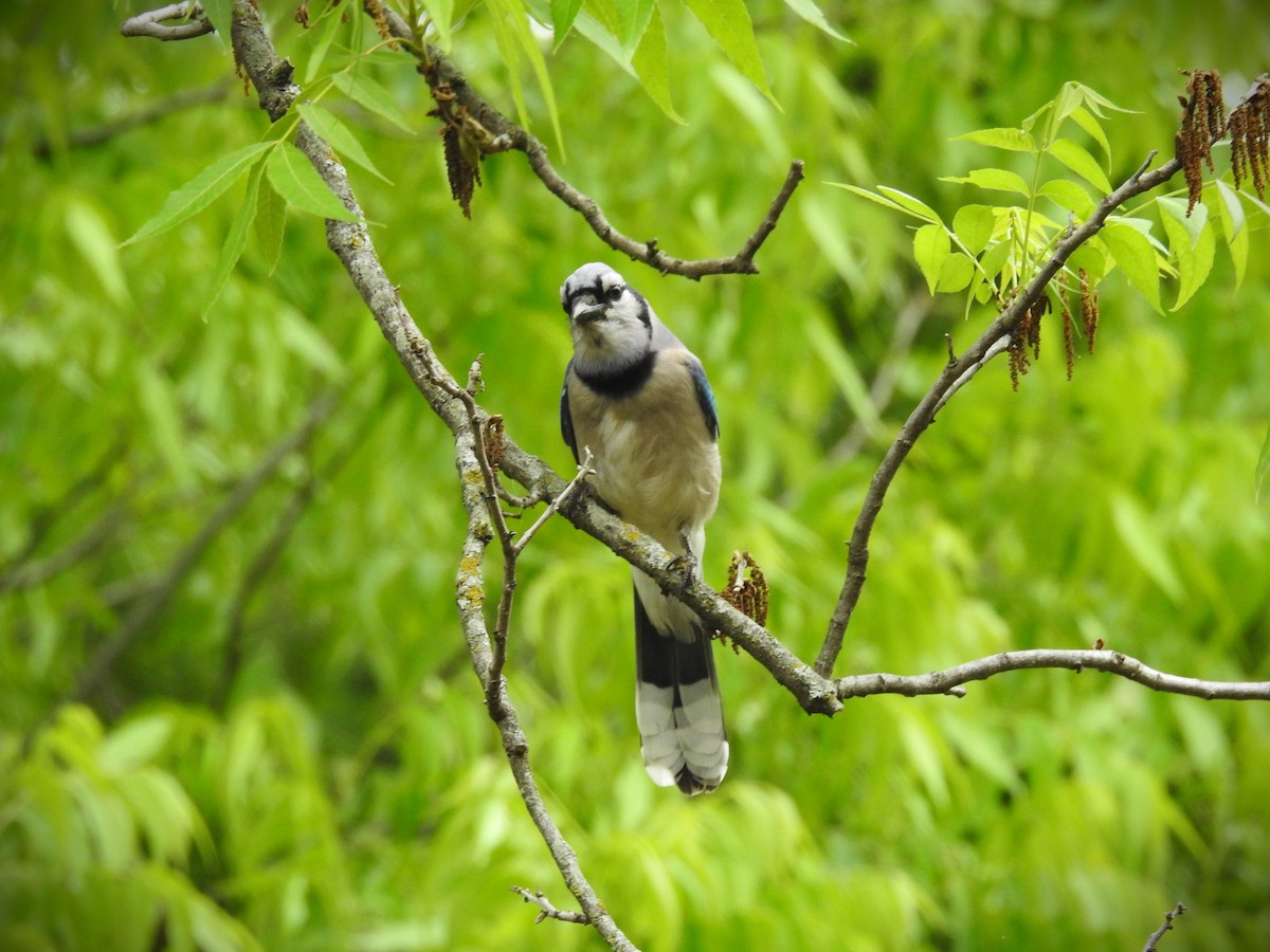 Blue Jay - Caden Williams