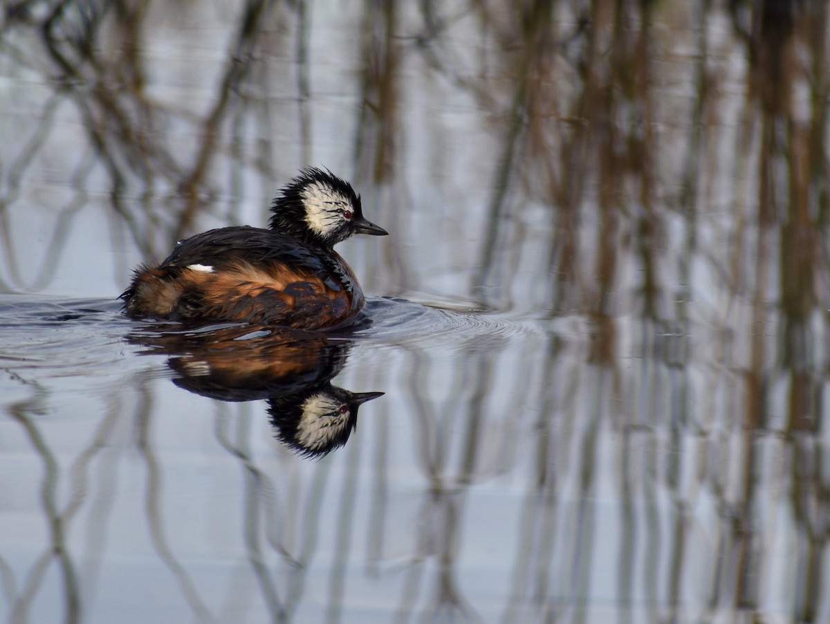White-tufted Grebe - Chris Peters