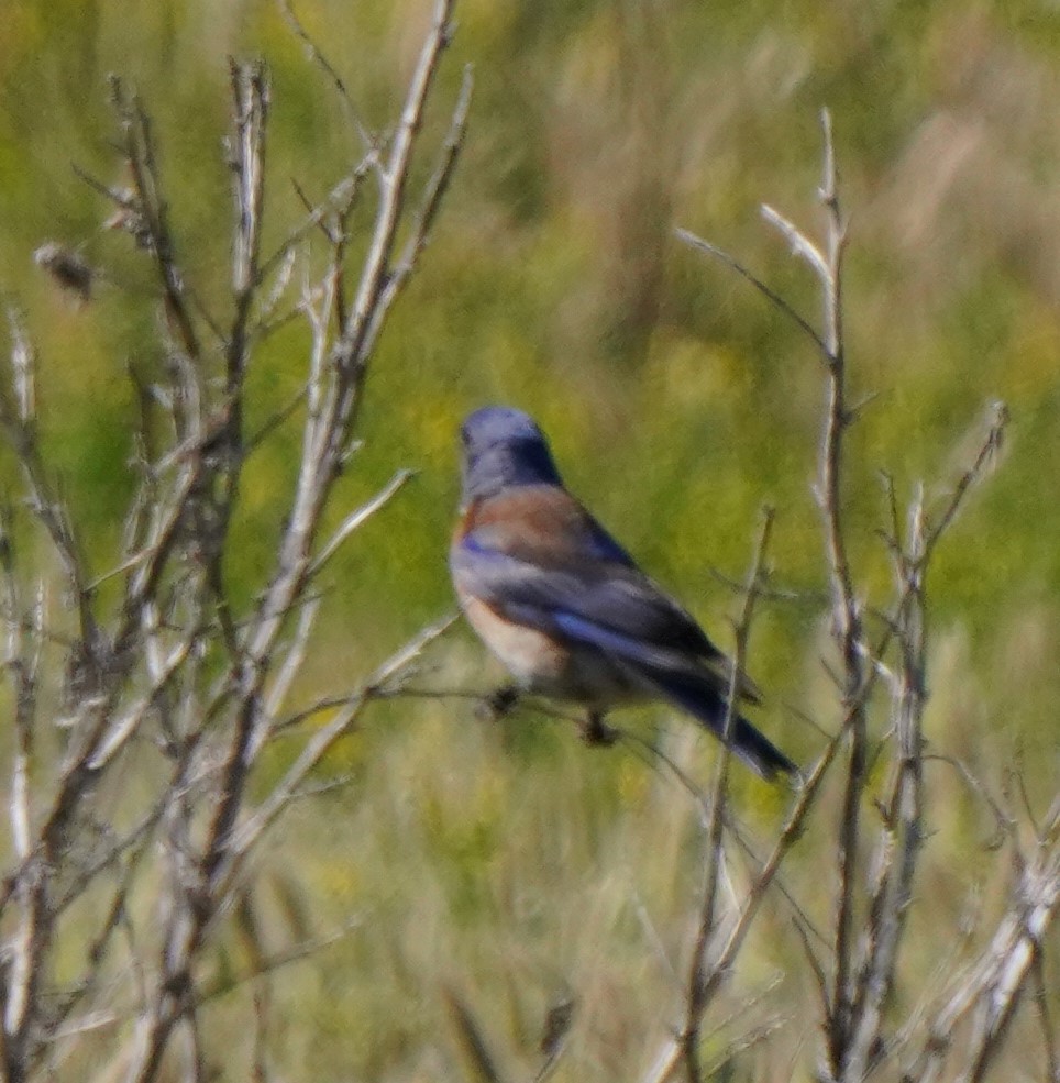 Western Bluebird - Richard Block