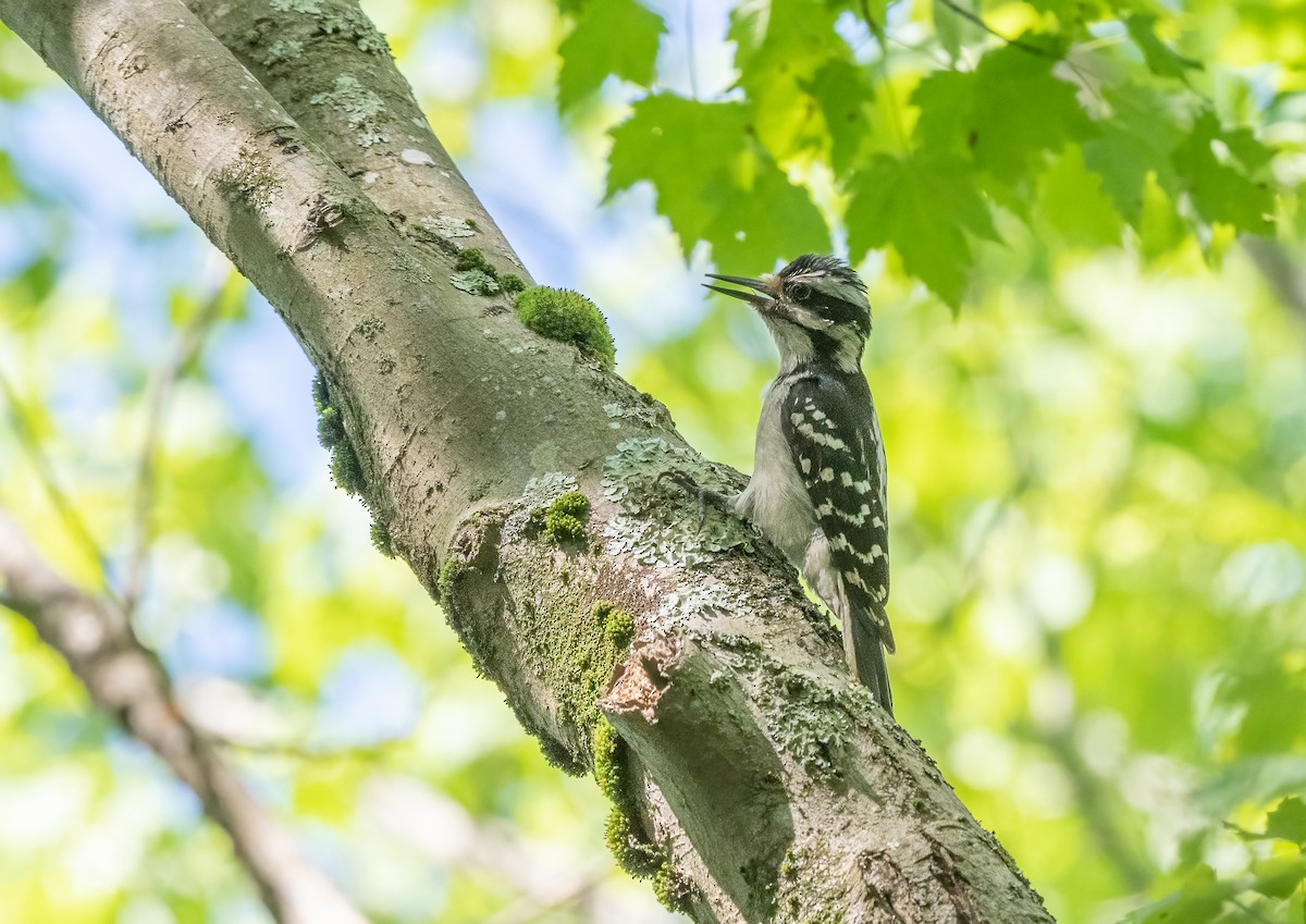 Hairy Woodpecker - Sandy Podulka