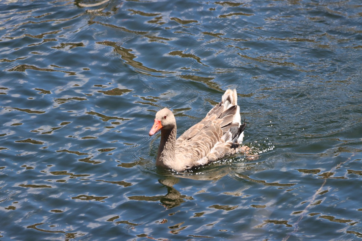 Graylag Goose (Domestic type) - ML619643295