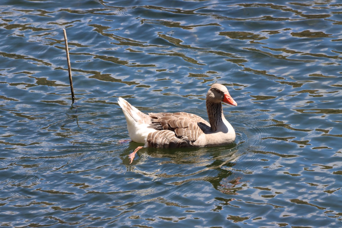 Graylag Goose (Domestic type) - ML619643296