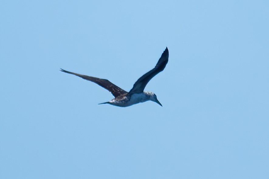 Northern Gannet - Mitch (Michel) Doucet