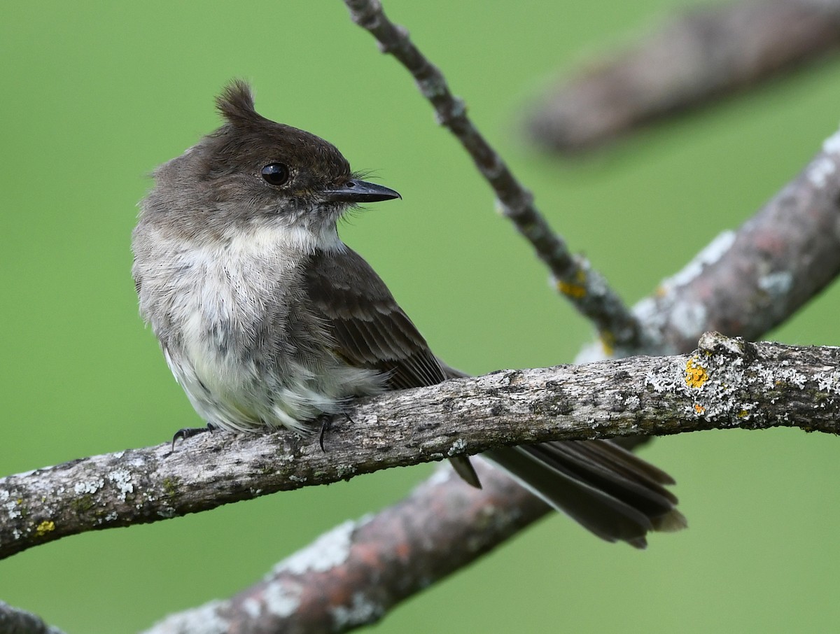 Eastern Phoebe - Joshua Vandermeulen