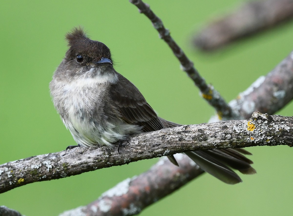 Eastern Phoebe - Joshua Vandermeulen