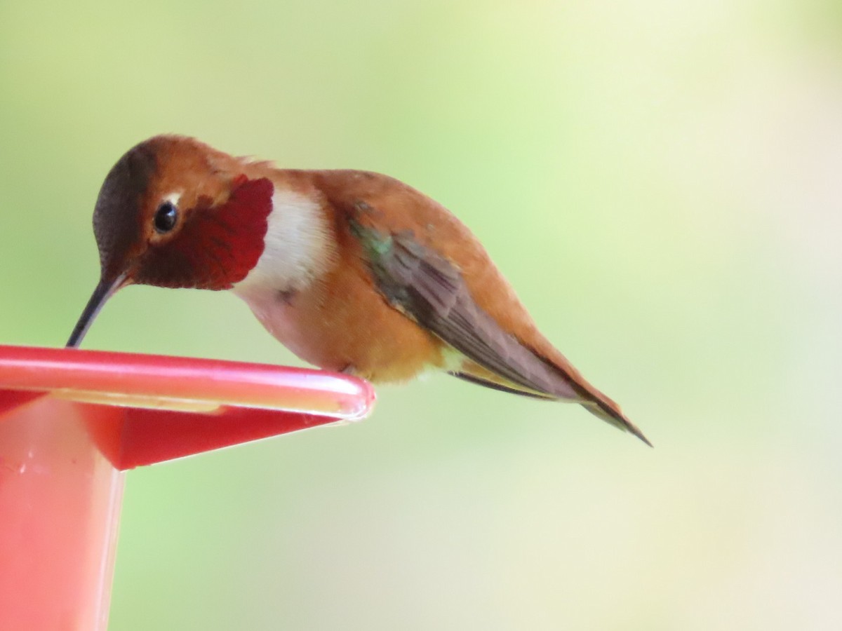 Rufous Hummingbird - Robert (Bob) Richards