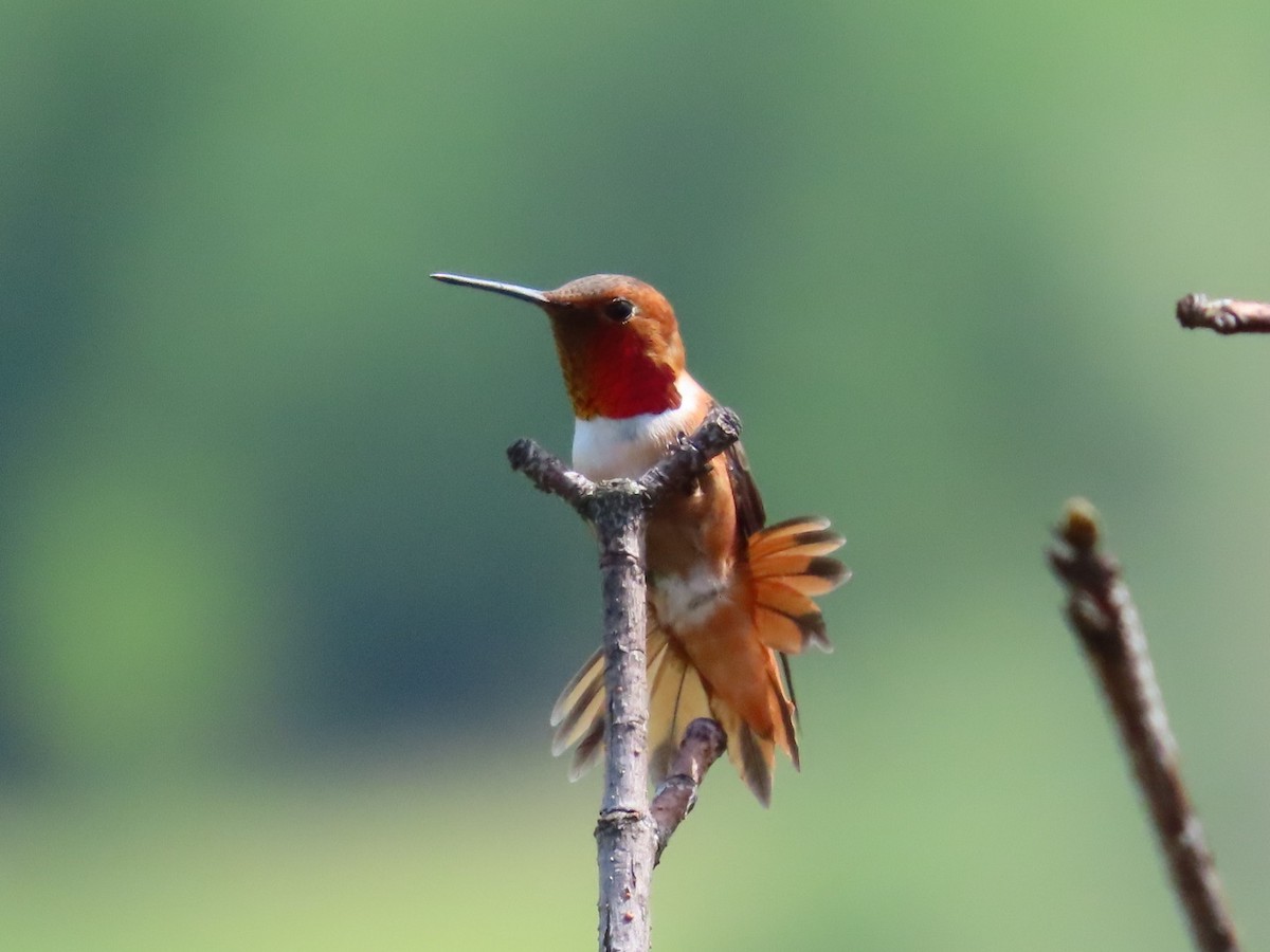 Rufous Hummingbird - Robert (Bob) Richards