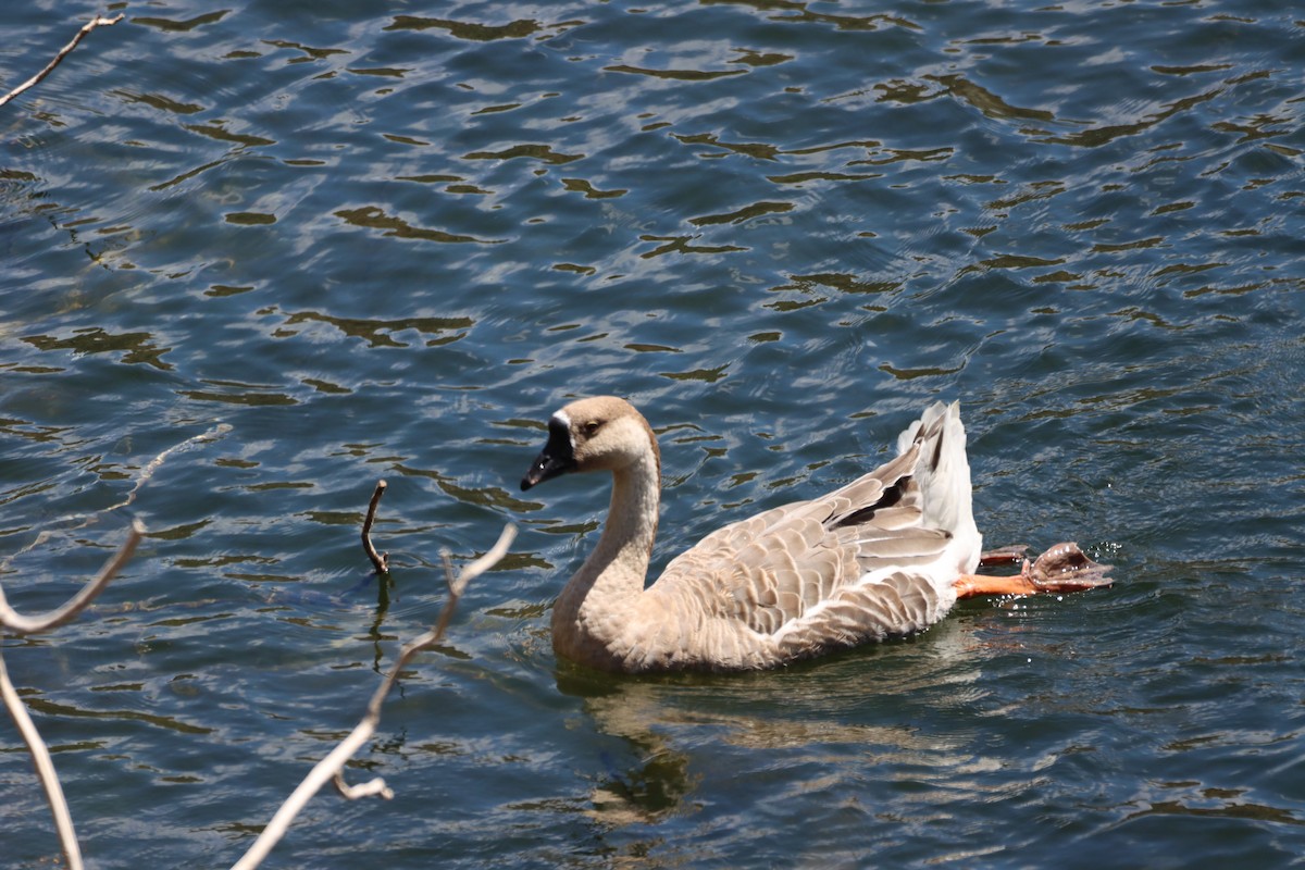 Swan Goose - Angel Curbelo