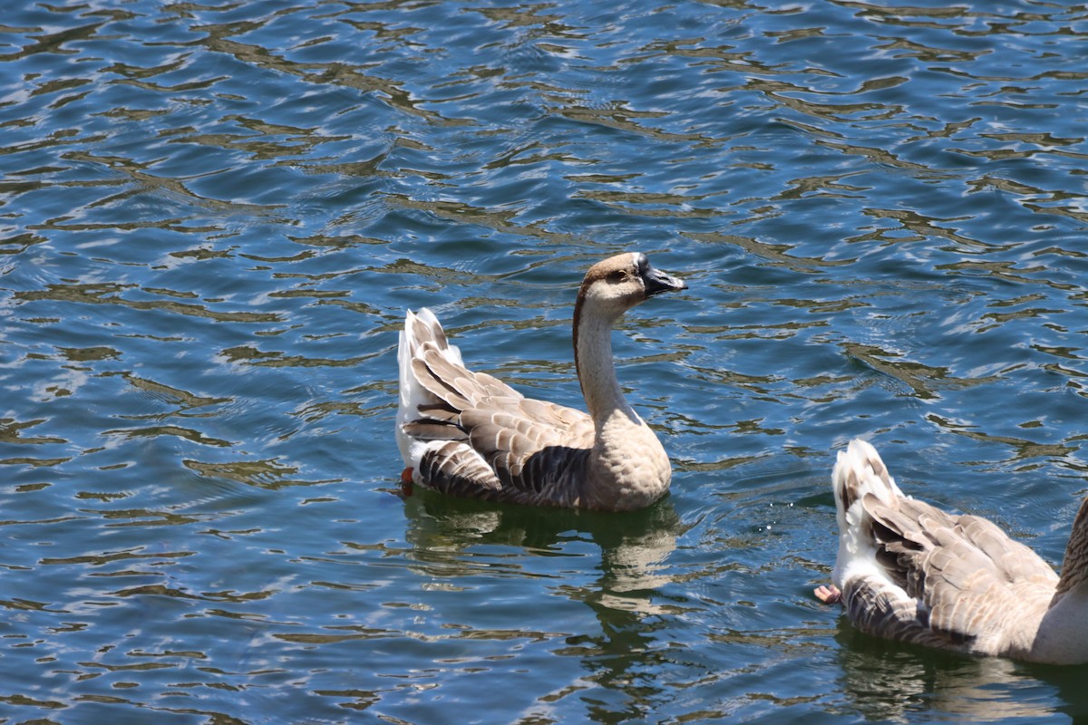 Swan Goose - Angel Curbelo