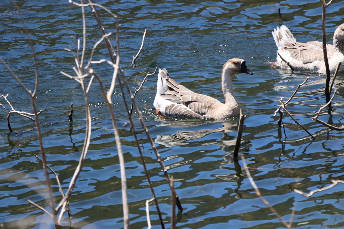 Swan Goose - Angel Curbelo