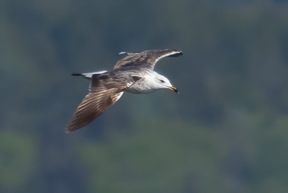 Lesser Black-backed Gull - Mitch (Michel) Doucet