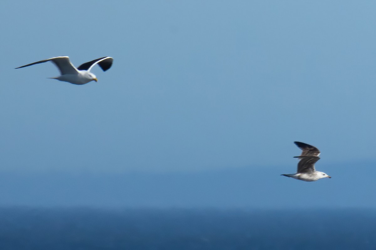 Lesser Black-backed Gull - Mitch (Michel) Doucet