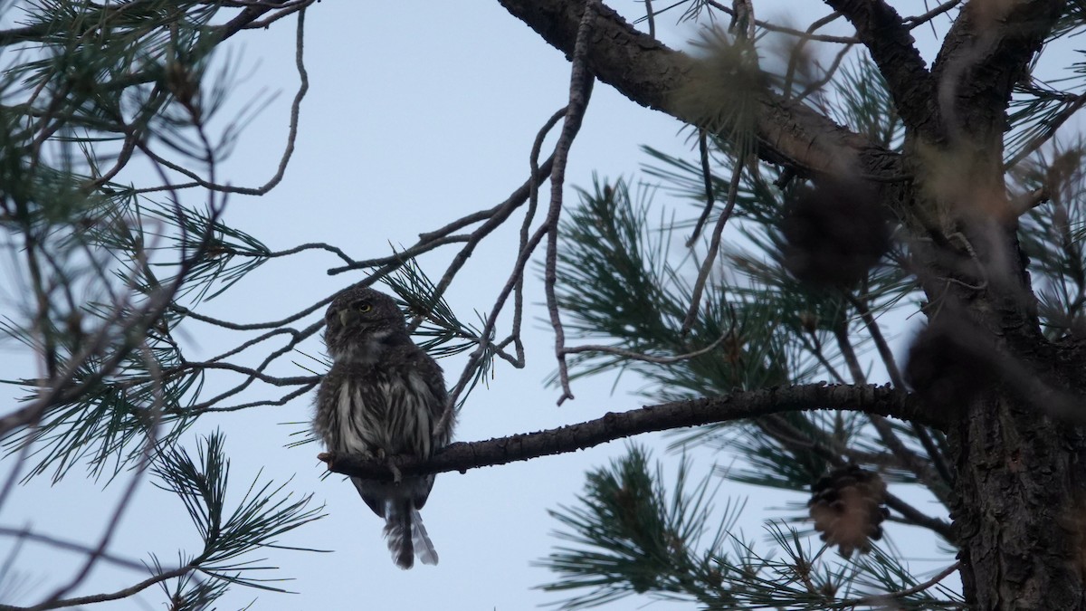 Northern Pygmy-Owl - leo wexler-mann