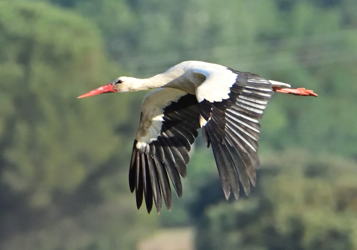 White Stork - ML619643320