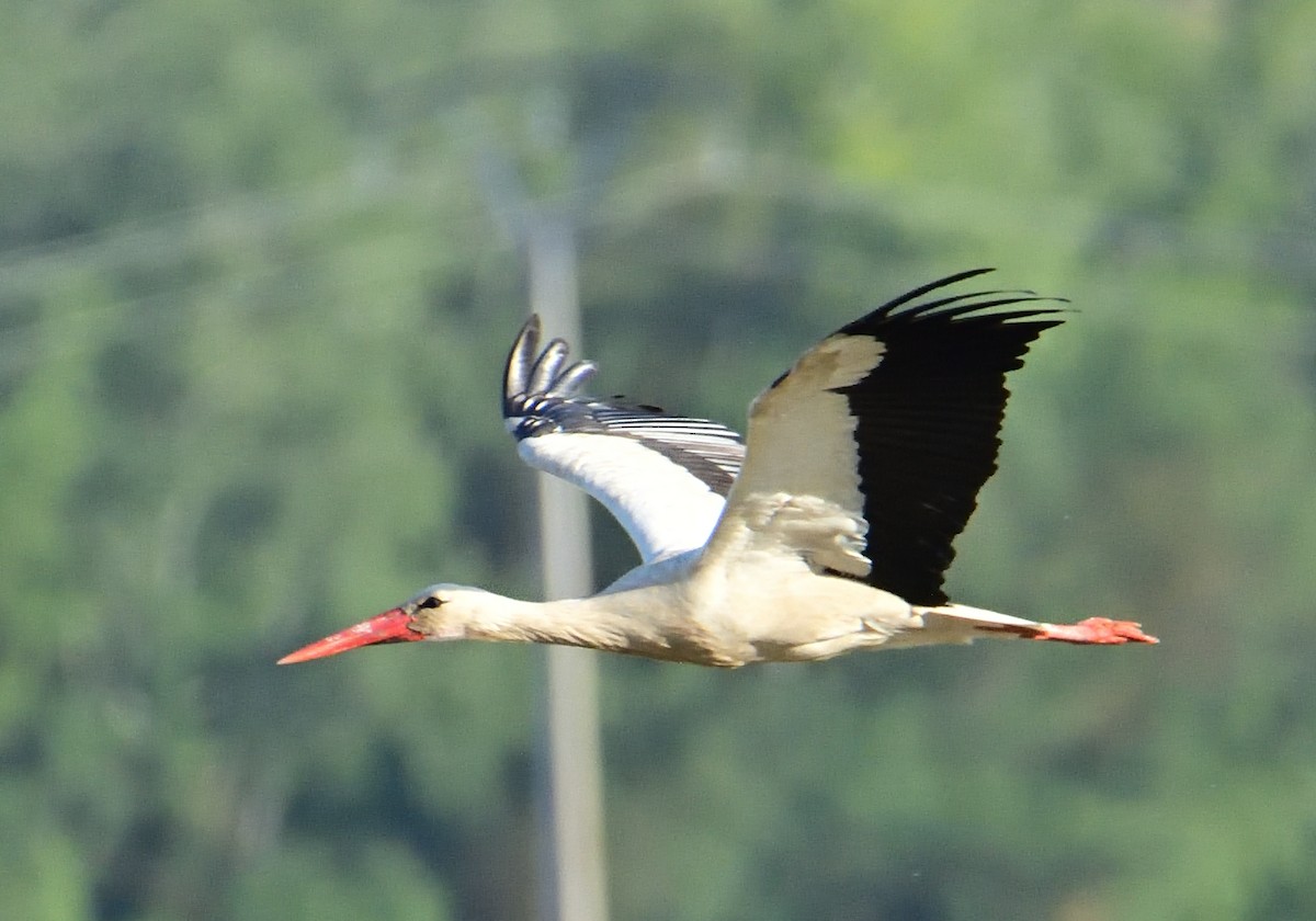 White Stork - Mu Sano