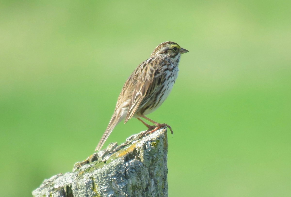 Savannah Sparrow - Sheila McCarthy