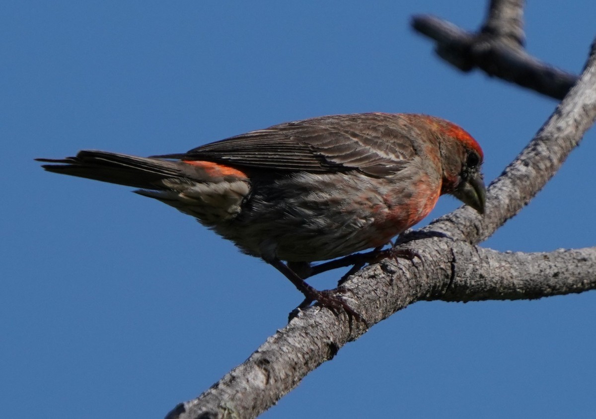 House Finch - Richard Block