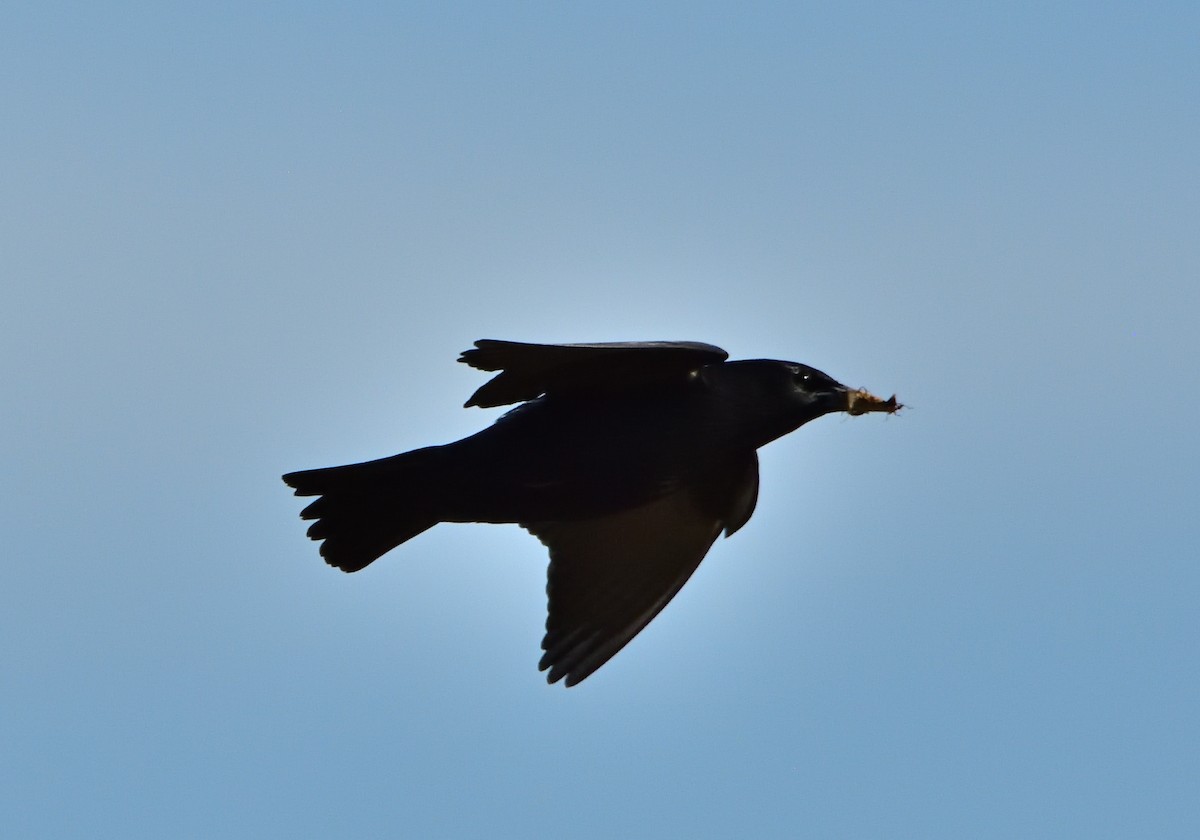 Spotless Starling - Mu Sano