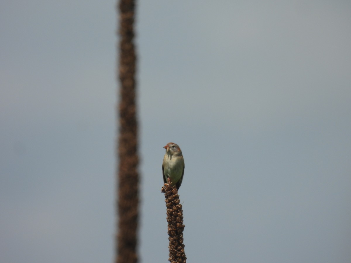 Field Sparrow - Laura Minnich