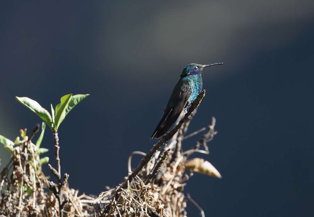 fiolørekolibri - ML619643335