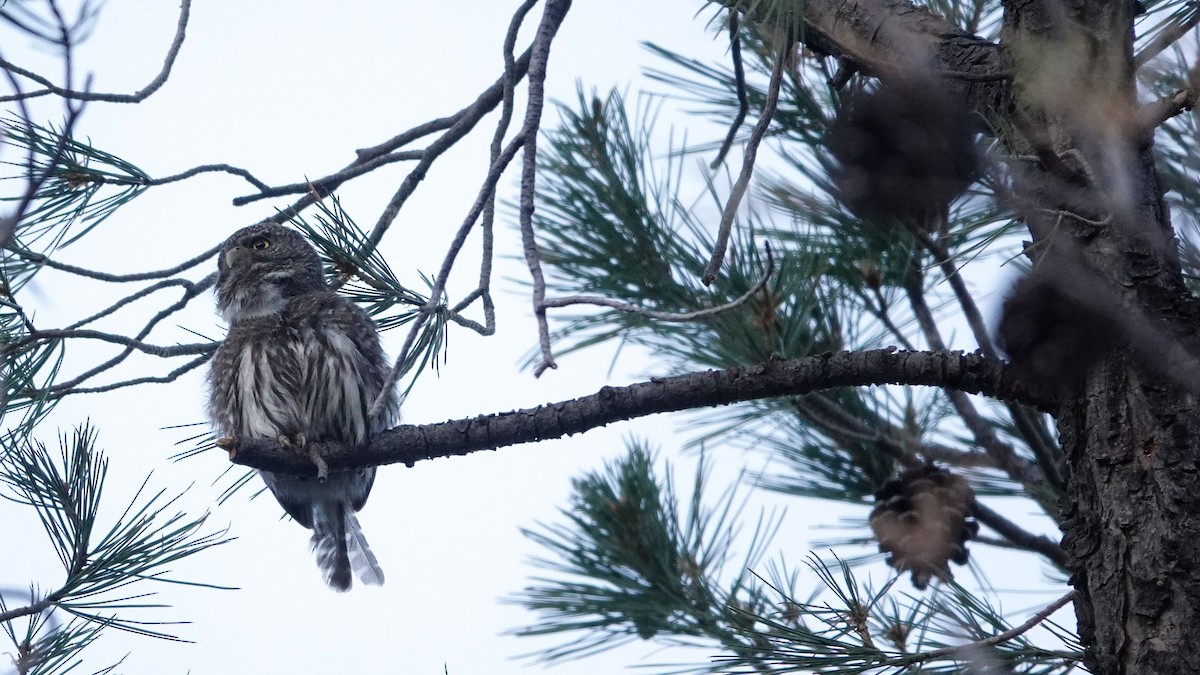 Northern Pygmy-Owl - ML619643338