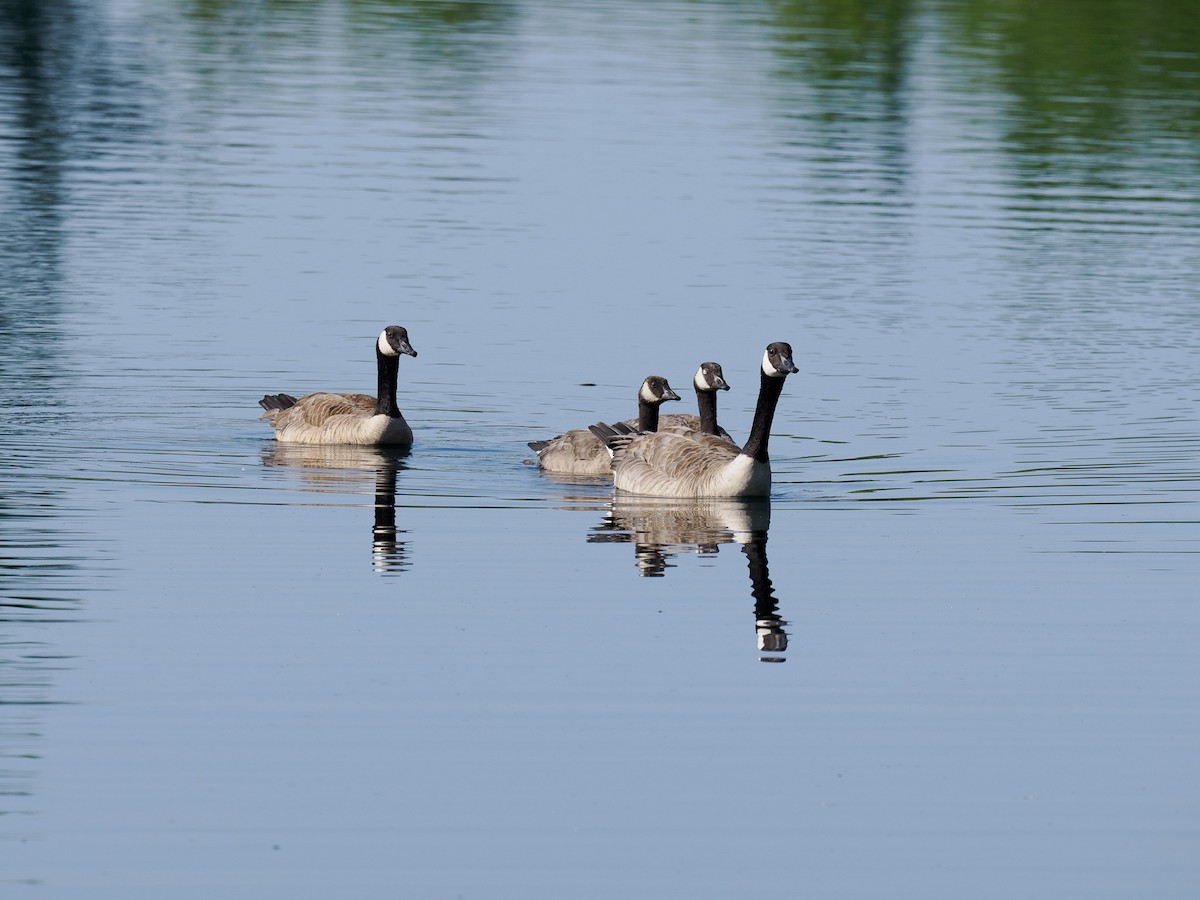 Canada Goose - Tony Doty