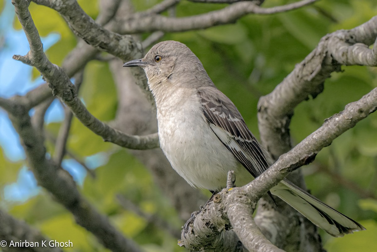 Northern Mockingbird - Anirban K Ghosh