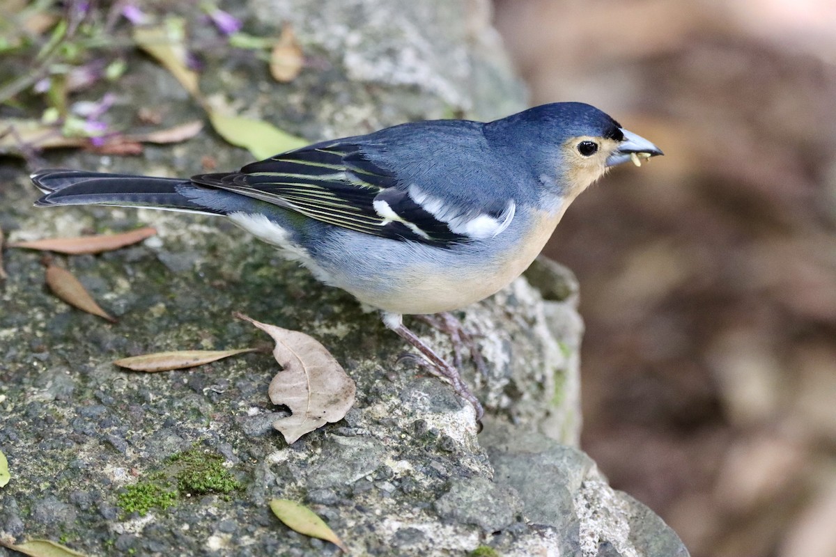 Canary Islands Chaffinch (Canary Is.) - Angel Curbelo